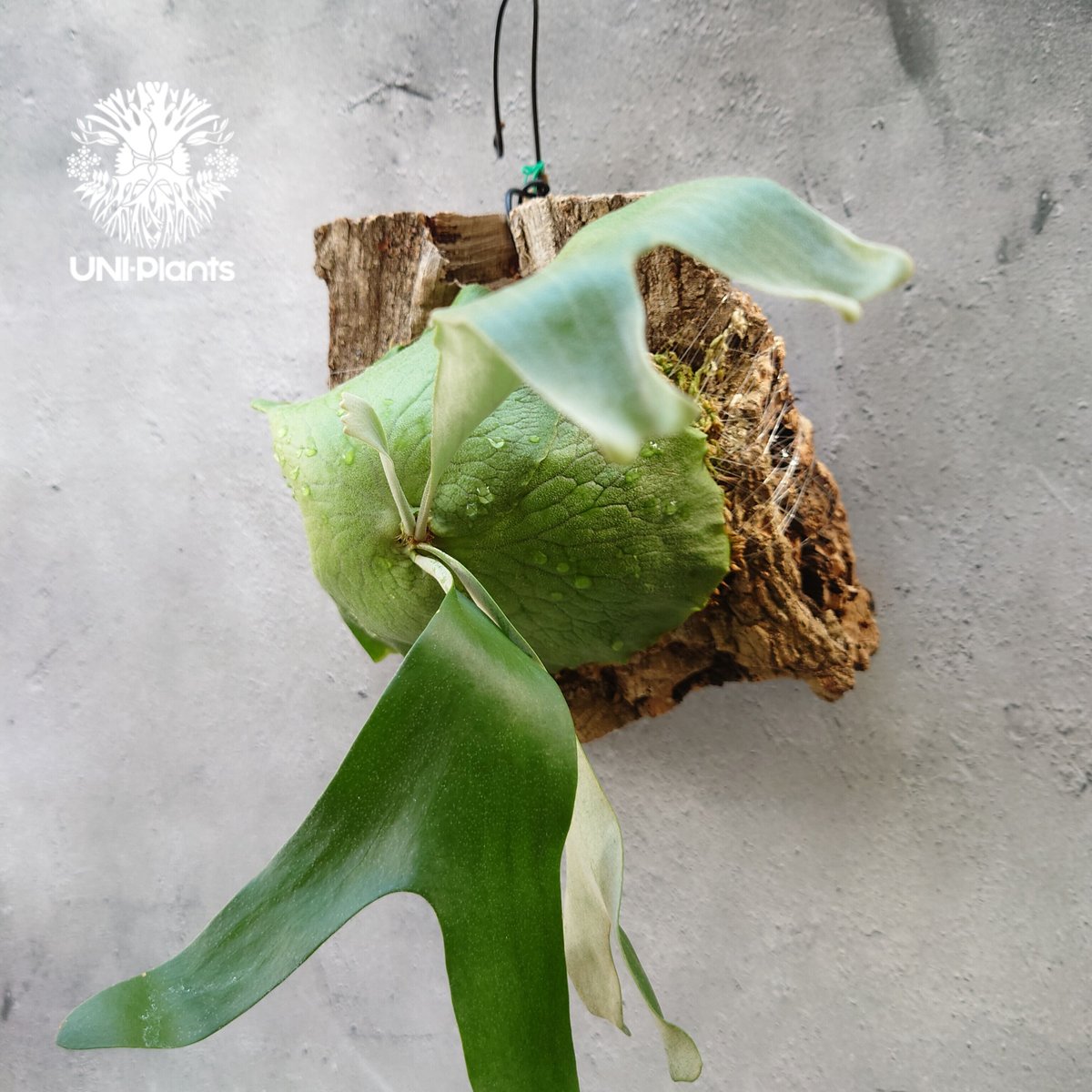 ビカクシダ アルテミス Platycerium Artemis (Alcicorne x Qu