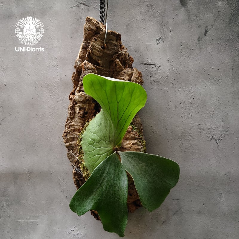 希少!ビカクシダ ネプチューン Platycerium Neptune コウモリラン