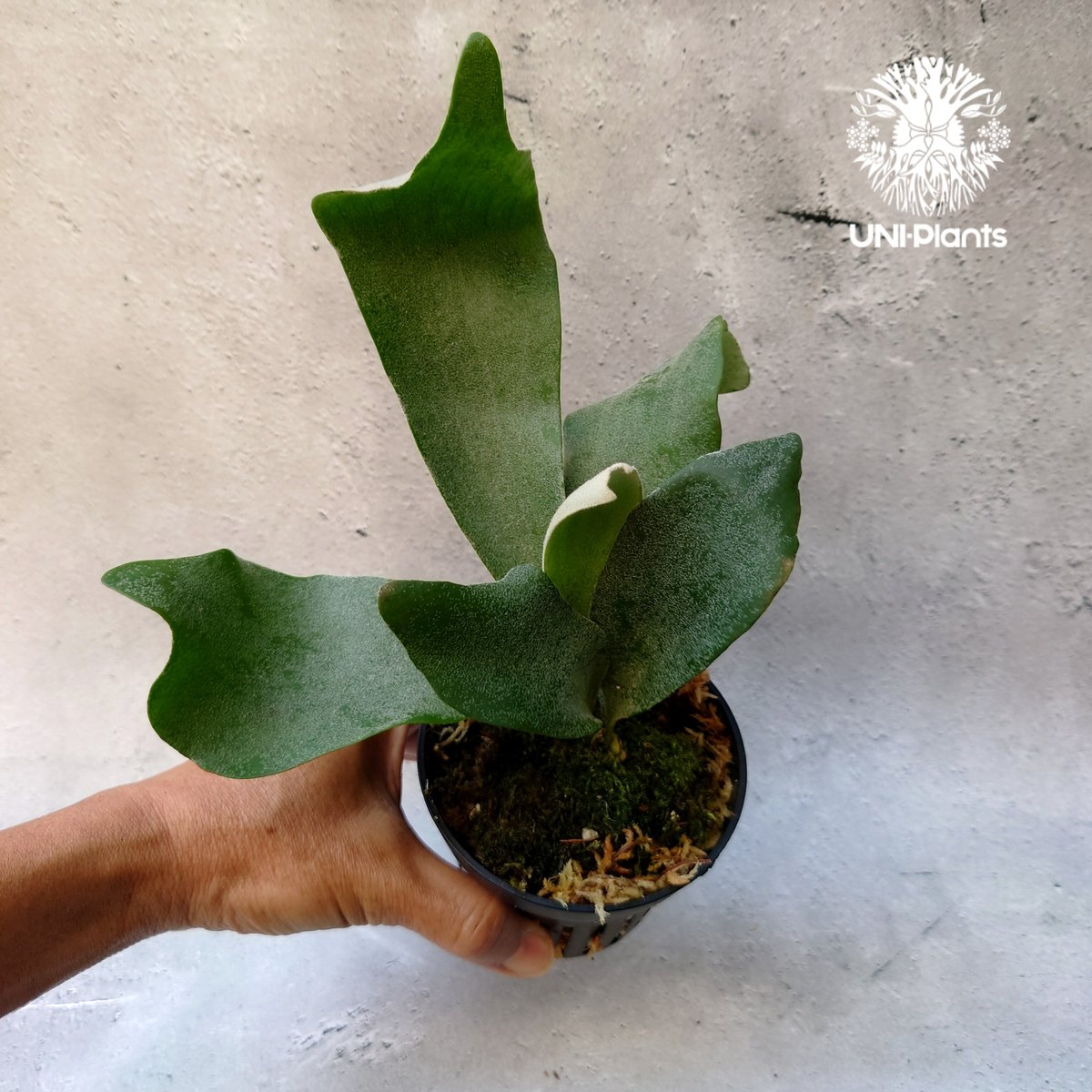 ビカクシダ　ペドロタツタ　板付 P. willinckii Pedro Tatsuta (OC) 【artPLANTs】ビカクシダ