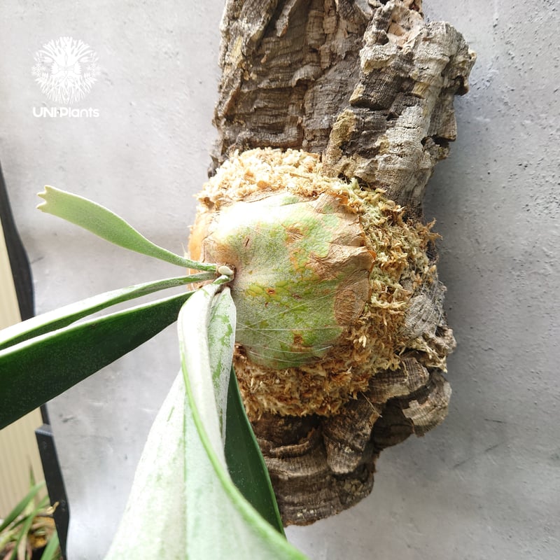 初入荷!ビカクシダ ベイチー シルバーフロンド Patycerium