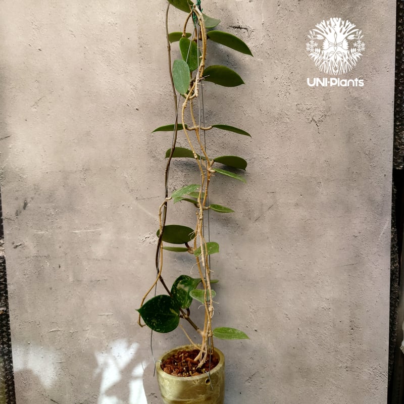 ホヤ　パラシティカ【現品】観葉植物　ハンギング　室内 現品］90番 ホヤ パラシティカ 5号 観葉植物 蔓性 かわいい