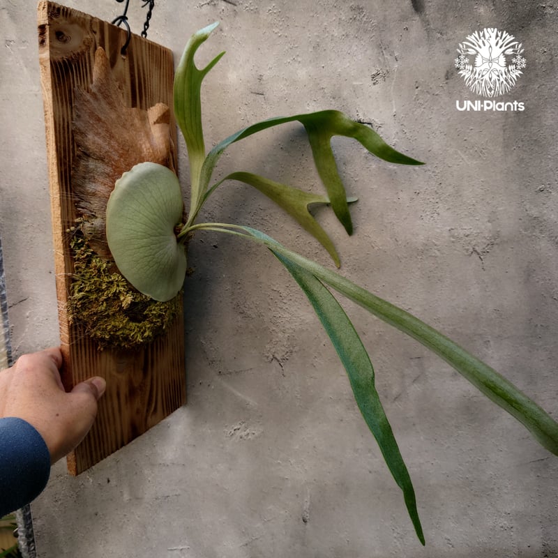 Platycerium Blue vista ビカクシダブルービスタ ビカクシダウィ