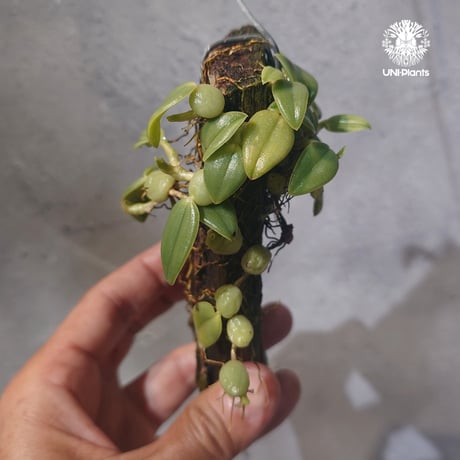 【タイ直輸入・着生ラン】Bulbophyllum cambodianum |  バルボフィラム　カンボジアナム |  Orchid｜着生ラン｜着生蘭