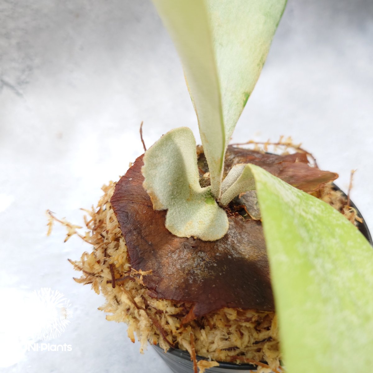 【すー品】ビカクシダアソート fit=scale-down,w=1200