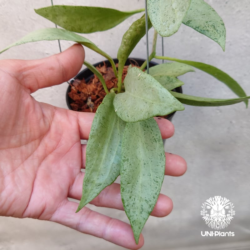 花座つき超レア 希少種 ホヤ Hoya Obcordata オブコルデータ 超レア