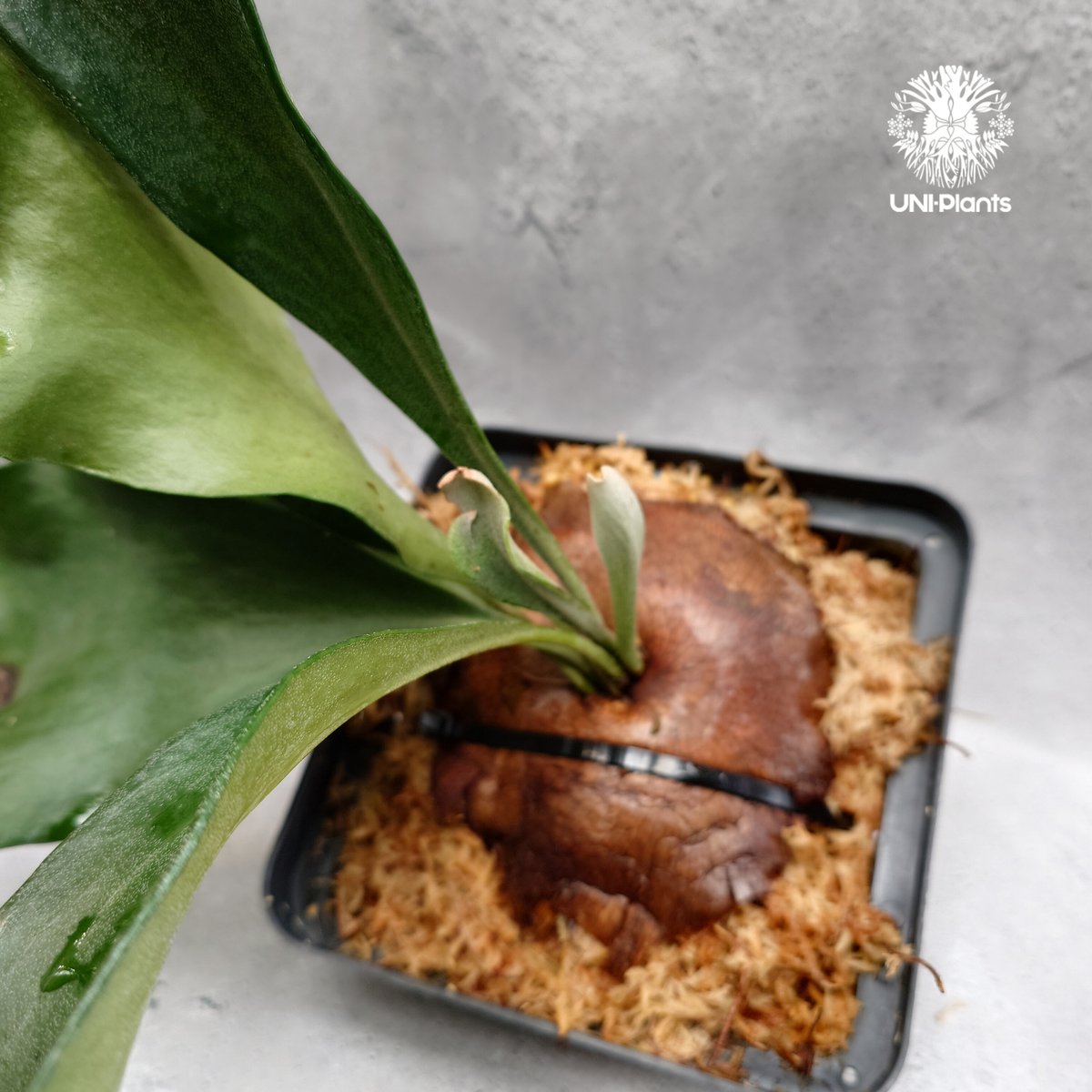 Platycerium hillii 'Dragon Fury' ビカクシダ ヒリー 'ドラゴ