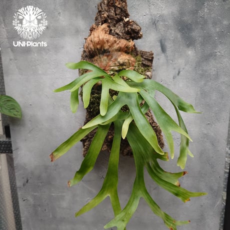 UNI-Plants ビカクシダ、ホヤ植物、着生蘭、タンクブロメリア等 UNI-Plants ビカクシダ、ホヤ植物、着生蘭、タンクブロメリア等