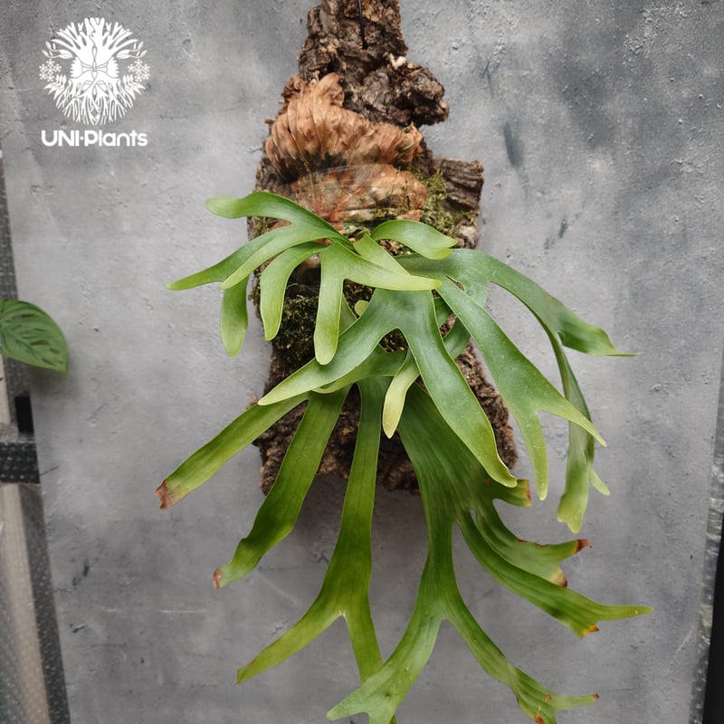 Platycerium coronarium ビカクシダ コロナリウム ビカクシダ原種 Pl