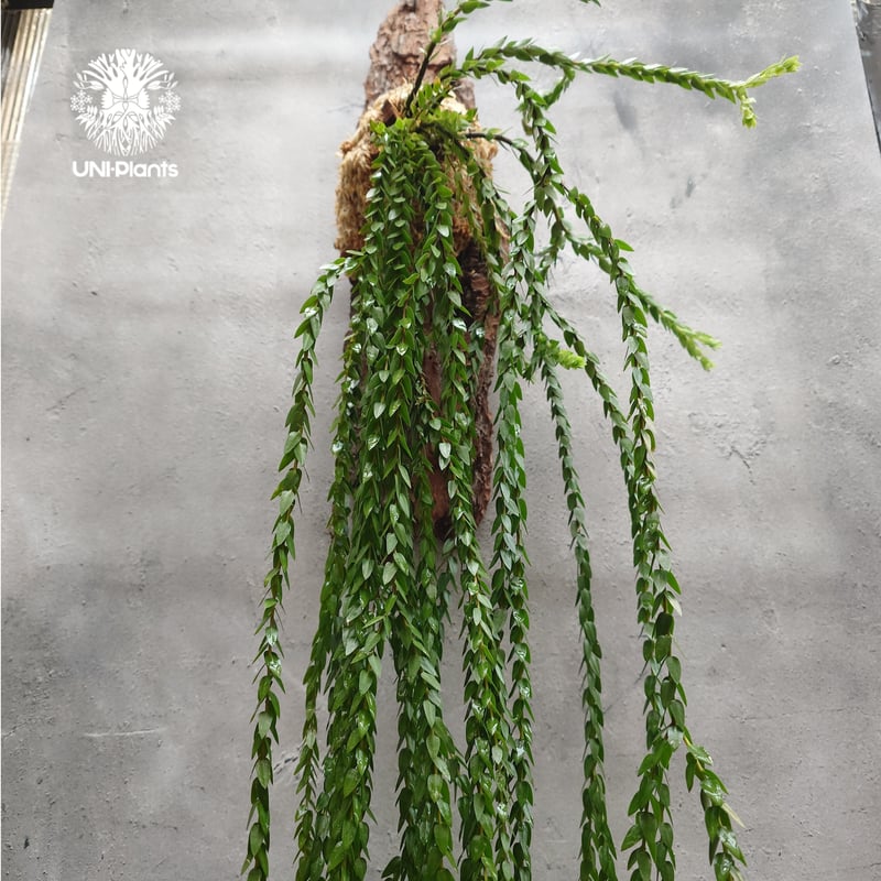Huperzia spp. フペルジア Phlegmariurus (フレグマリウルス) 観