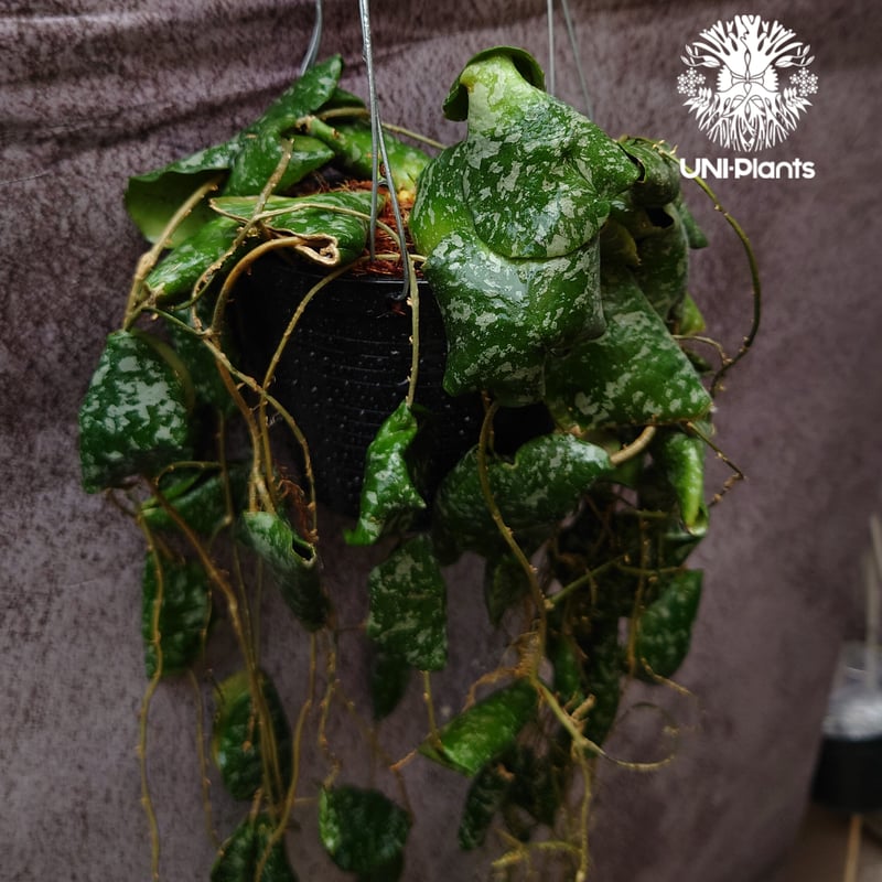 全長1m超え! Hoya Imbricata ホヤ インブリカータ ホヤ植物 全長1m超え! Hoya Imbricata ホヤ インブリカータ ホヤ植物
