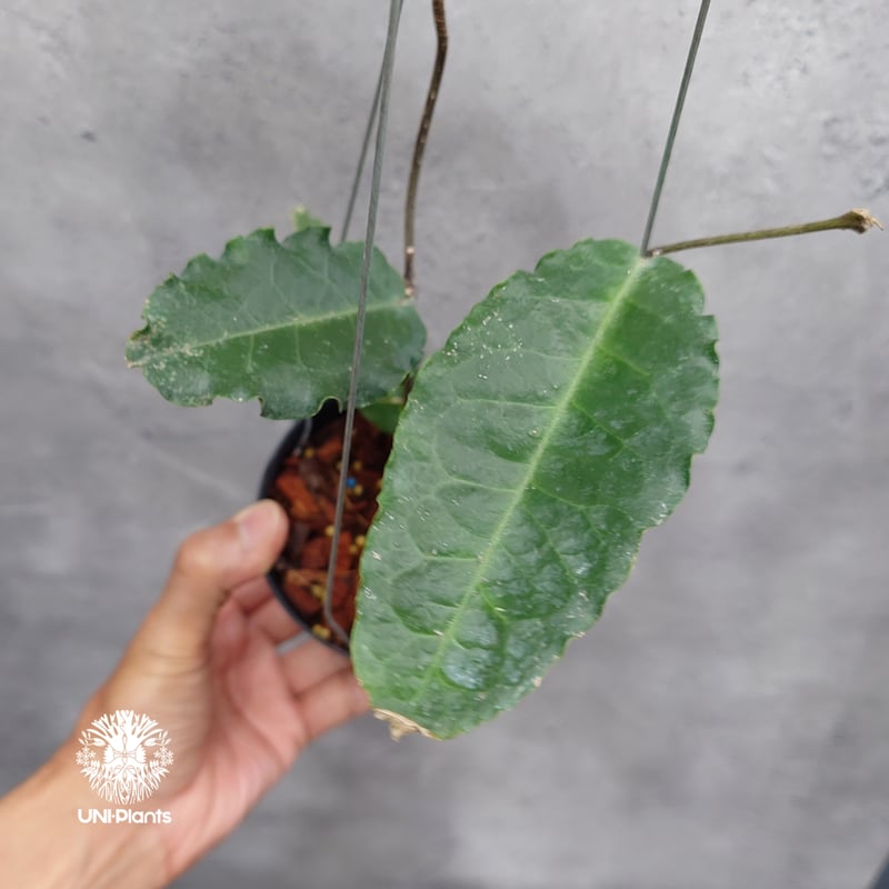 タイ直輸入・希少】Hoya versteegii｜珍品・着生植物・つる性植物