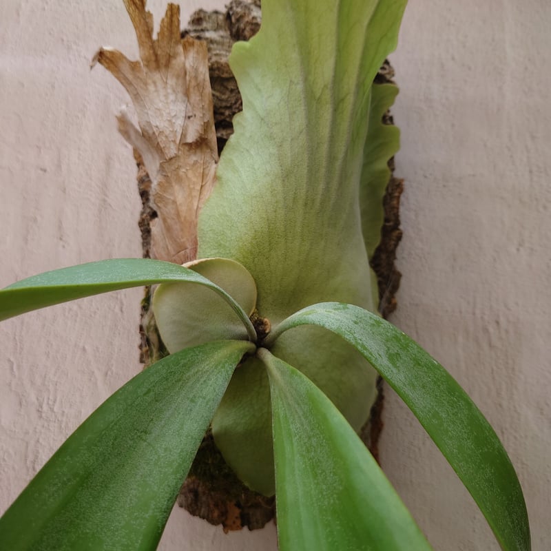 ビカクシダ ウィリンキー　ワイルドインドネシア　大株　親株 ビカクシダ『ウィリンキー』ワイルド | Planet Plants