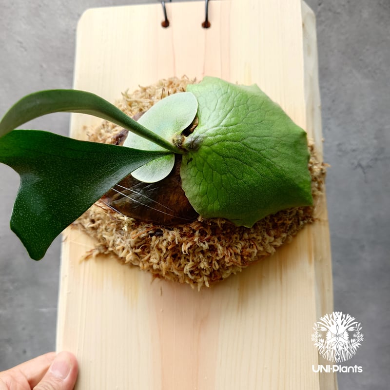 ビカクシダ ウッドボード付き　アルシコルネ　アフリカ ビカクシダ アルシコルネ アフリカ