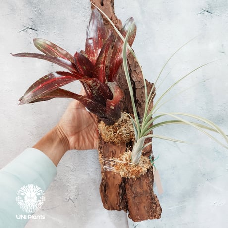 【タイ直輸入・国内着生アレンジ仕立て】Neoregelia Predatress ＋ Tillandsia　balbisiana | ネオレゲリア・プレダトレス＋ チランジア・バルビシアーナ