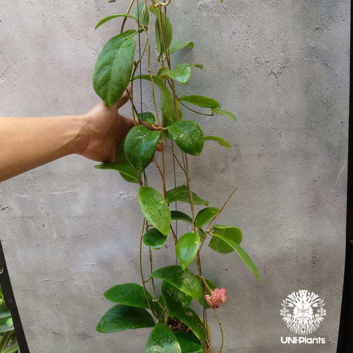 ホヤ　ミンドレンシス 0578 ＊ ホヤ ＊hoya ＊ ミンドレンシス ＊ PG12＊つぼみ付き ＊ 吊り