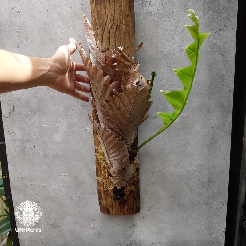 観葉植物　 ドリナリア クエルシフォリア 板付 ドリナリア：クエルシフォリア 6号鉢植え の通販 | 園芸ネット