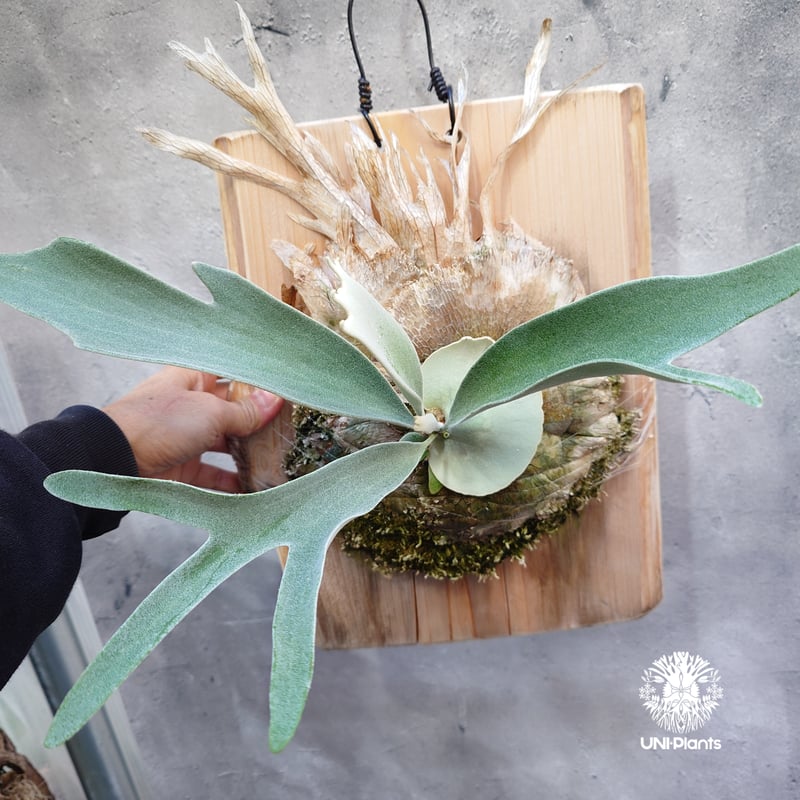 ビカクシダ ベイチー(子株) Platycerium veitchii(pup) コウモリラン