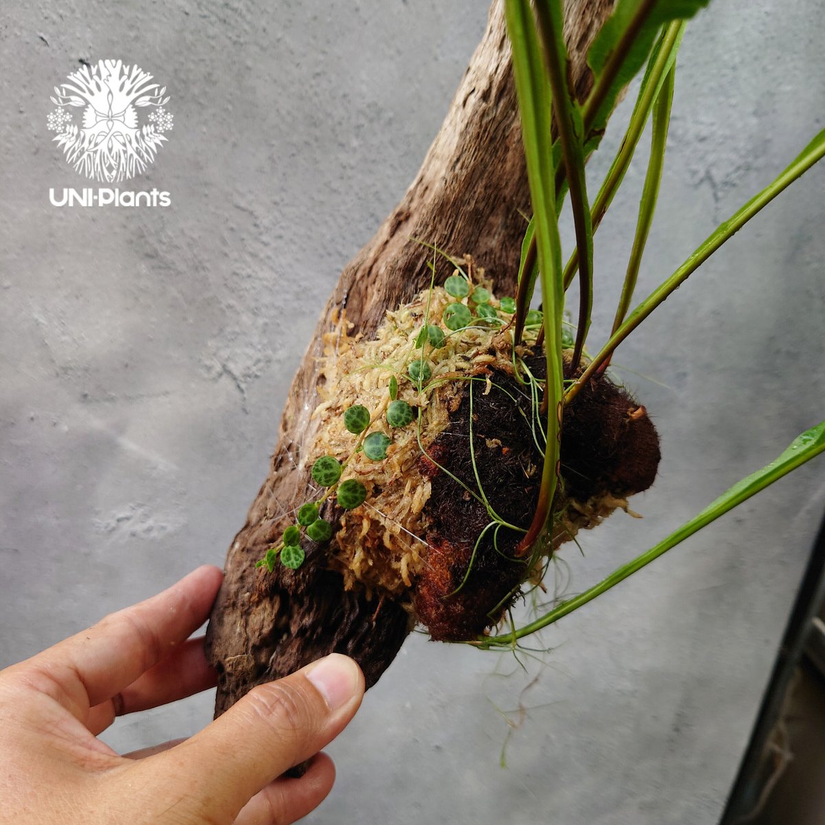 Drynaria bonii wild ドリナリア·ボニー タイ産山採り株 流木仕立て