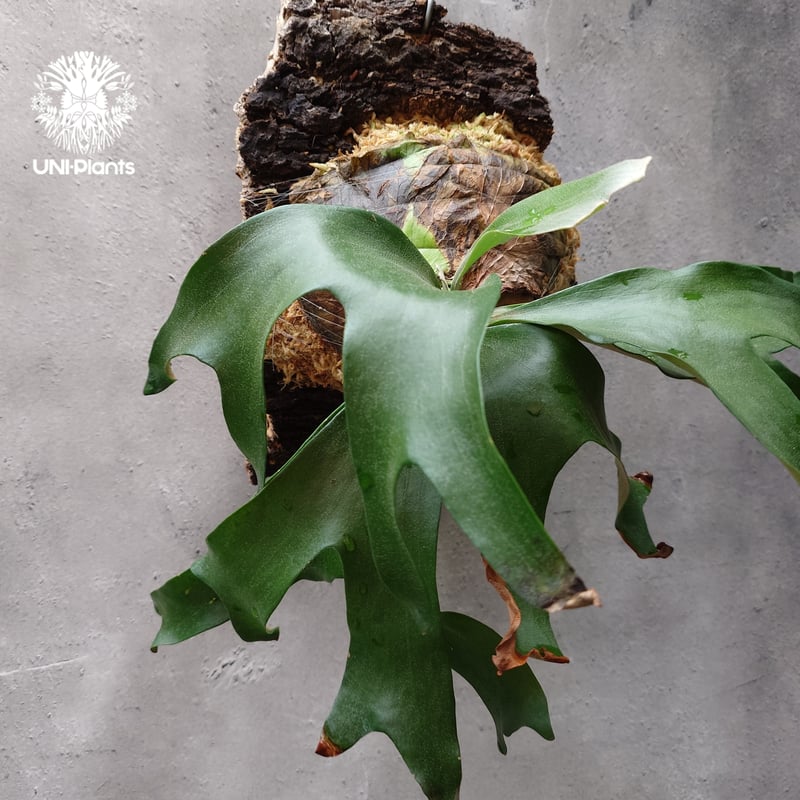 ビカクシダ アルテミス ビカクシダ アルテミス Platycerium Artemis (Alcicorne x Qu