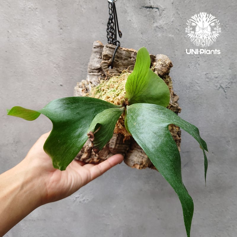 ビカクシダ ステマリア Platycerium stemaria コウモリラン ビカクシダ