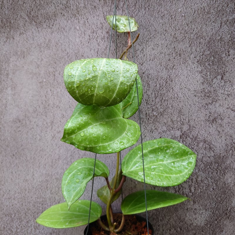 レア 大葉ホヤHoya Sp Sarawak サクララン5号中苗 Hoya Sarawak 希少な