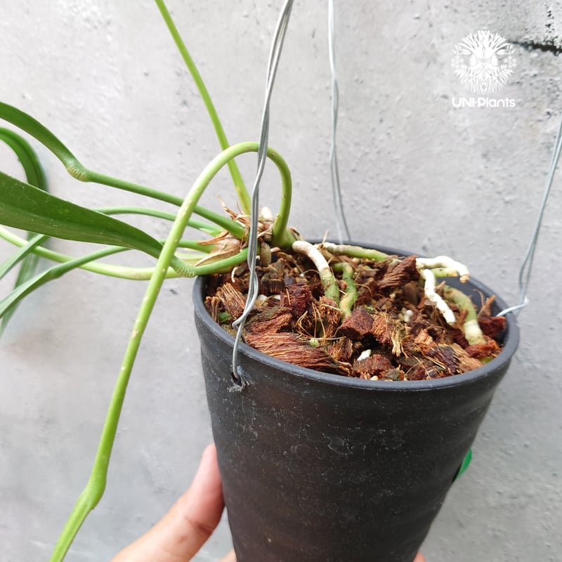 アンスリウム ビッタリフォリウム Anthurium Vittarifolium アンスリウム ビッタリフォリウム Anthurium Vittarifolium