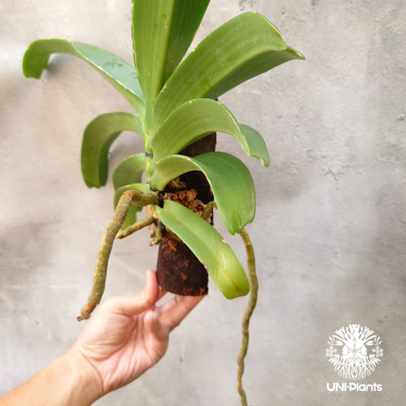 リンコスティリス Rhynchostylis hybrid Kom 着生植物 珍しい 着生蘭