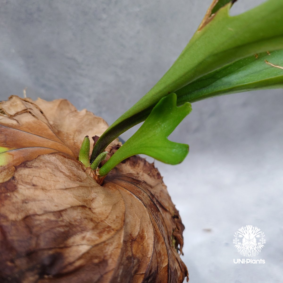 ビカクシダ　3点セット Platycerium kitshakood 