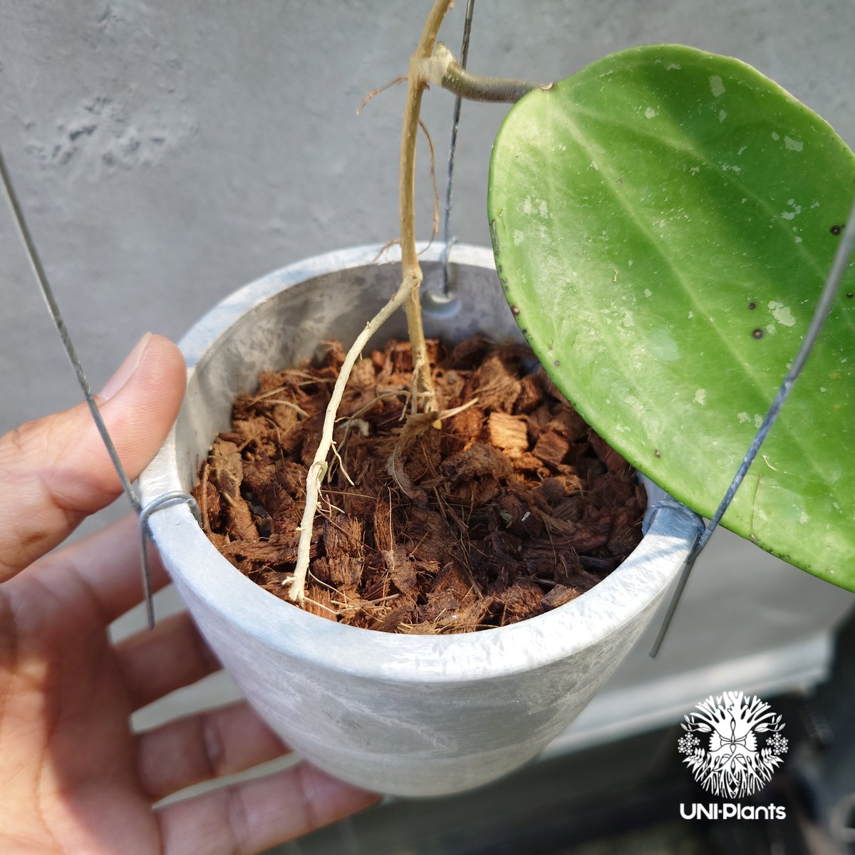 Hoya latifolia Snow Queen（S） ホヤ ラティフォリア スノー
