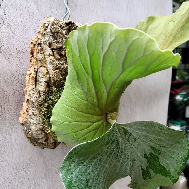 ビカクシダ エレファントティス Platycerium elephantotis
