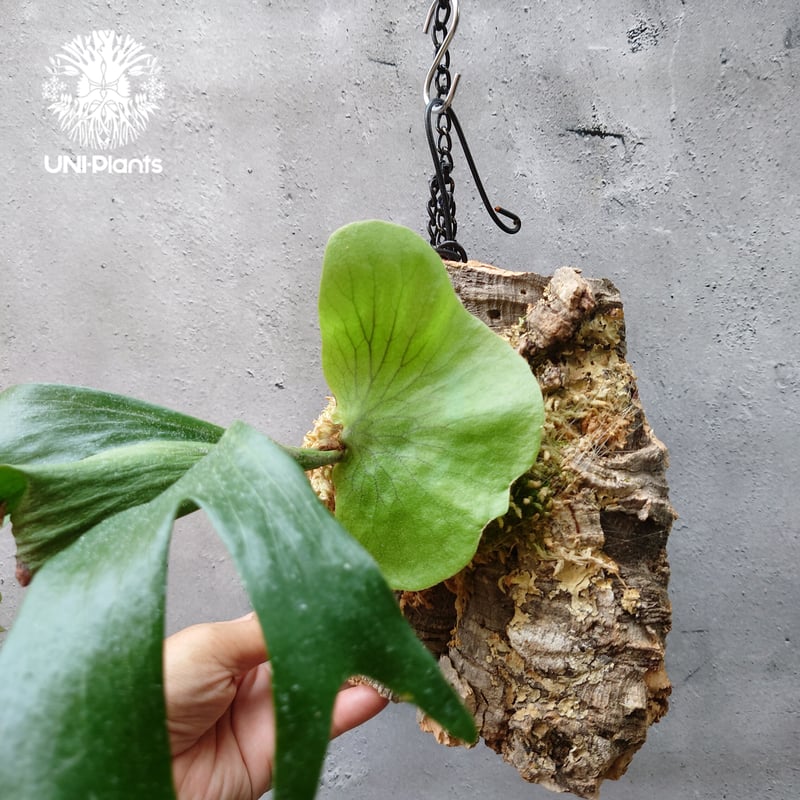 ビカクシダ ステマリア Platycerium stemaria コウモリラン ビカクシダ