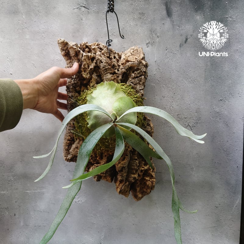 フーンシキ　Foonghsiqi ビカクシダ A10-66 ビカクシダ フーンシキQQ Platy unknow hybrid 'FongSiQi