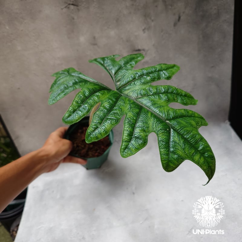 希少 アロカシア ジャックリン オーレア アロカシア ジャックリン 希少種 レア 観葉植物 インドア