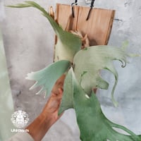 Platycerium willinckii wild East Java (pup) ビカク