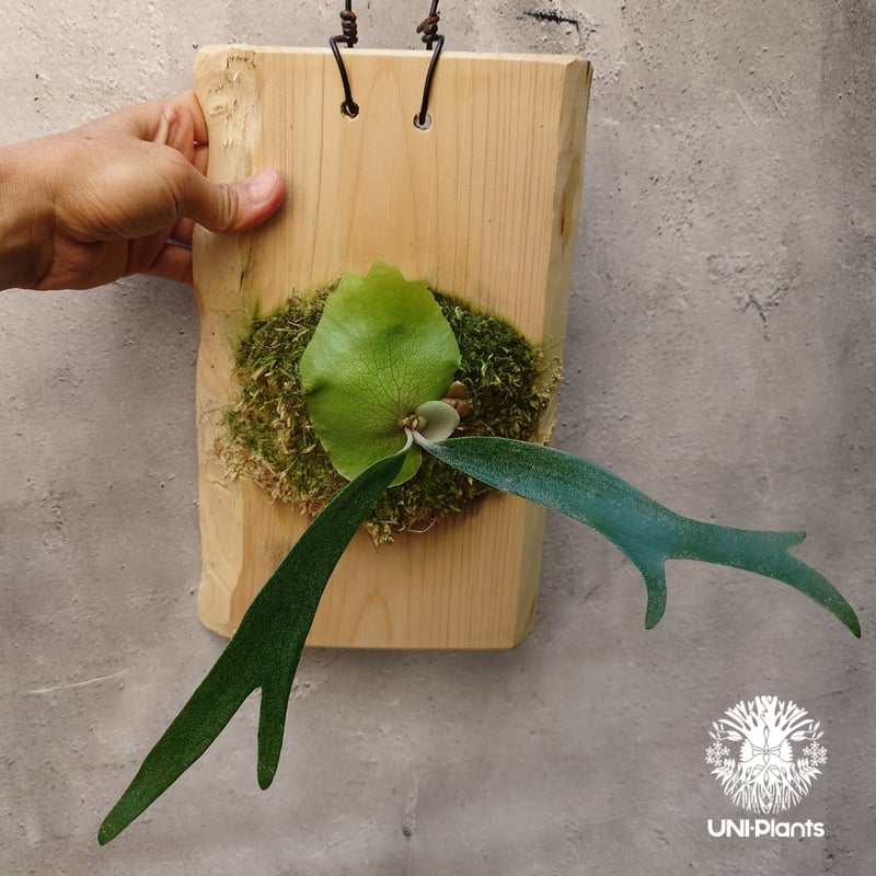 Platycerium willinckii cv.Zion(pup) ビカクシダ ウィリンキ