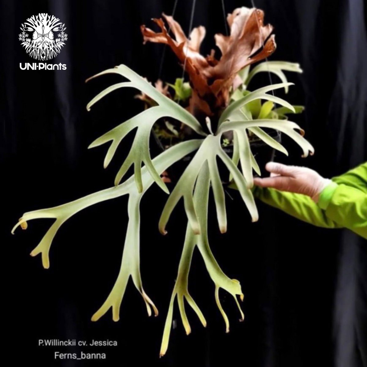 ビカクシダ　P.Willinckii cv. Coral pup ビカクシダ P.Willinckii cv. Coral pup Platycerium willinckii cv