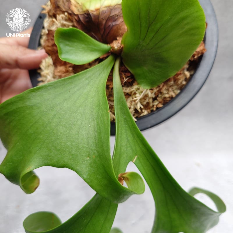 Platycerium coronarium ' Lesasha ' ビカクシダ コロナリウム