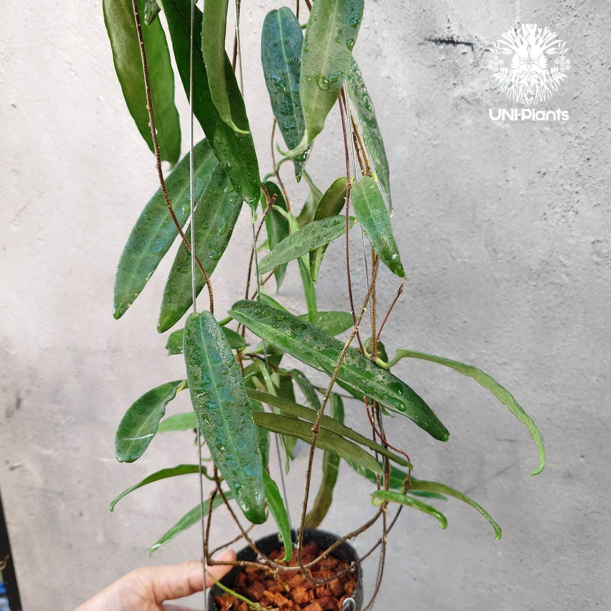 その他観葉植物 HOYA griffitchii HOYA griffitchii - メルカリ