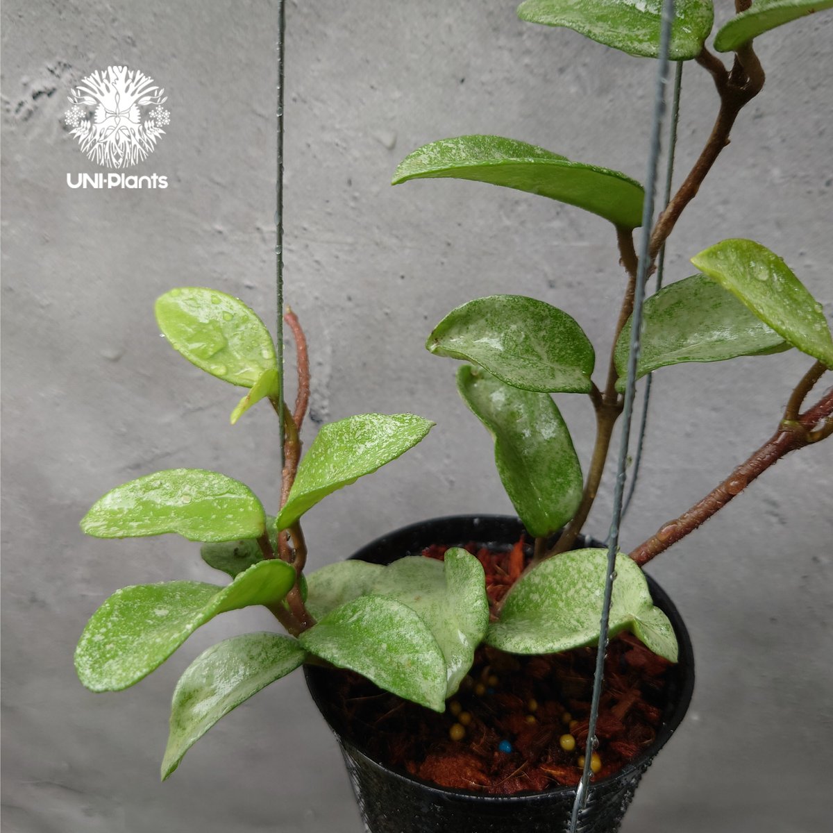 Hoya Carnosa Nova Ghost ホヤ カルノーサ ノバ ゴースト ホヤ Hoya Carnosa Nova Ghost ホヤ カルノーサ ノバ ゴースト ホヤ