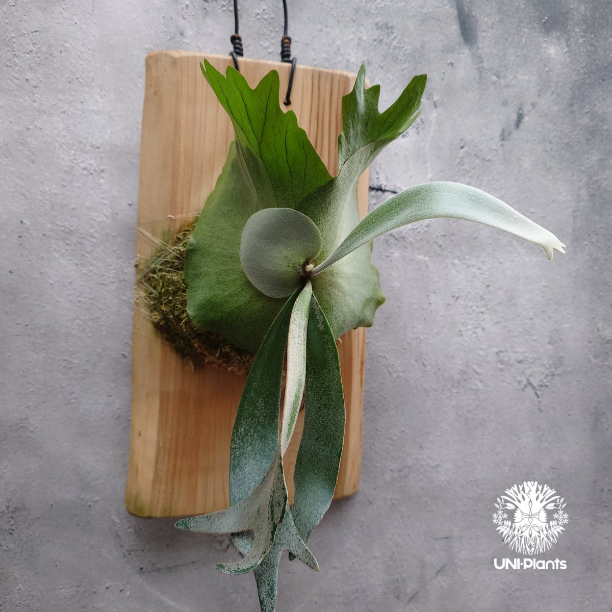 ビカクシダ ウィリンキーPlatycerium willinkii Platycerium willinckii 'W.A.Manda ビカクシダ ウィリンキー