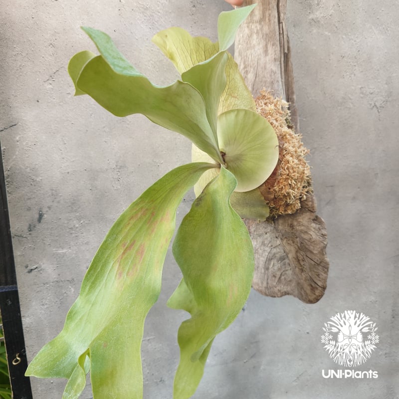 ビカクシダ ヒリー パナマ Platycerium hillii Panama