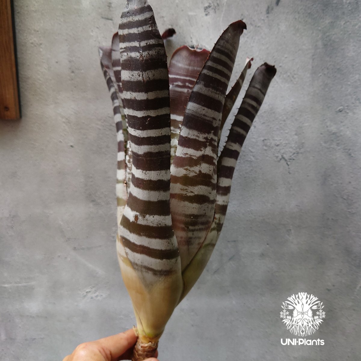 Aechmea chantinii Black ice エクメア・チャンティニー・ブラック