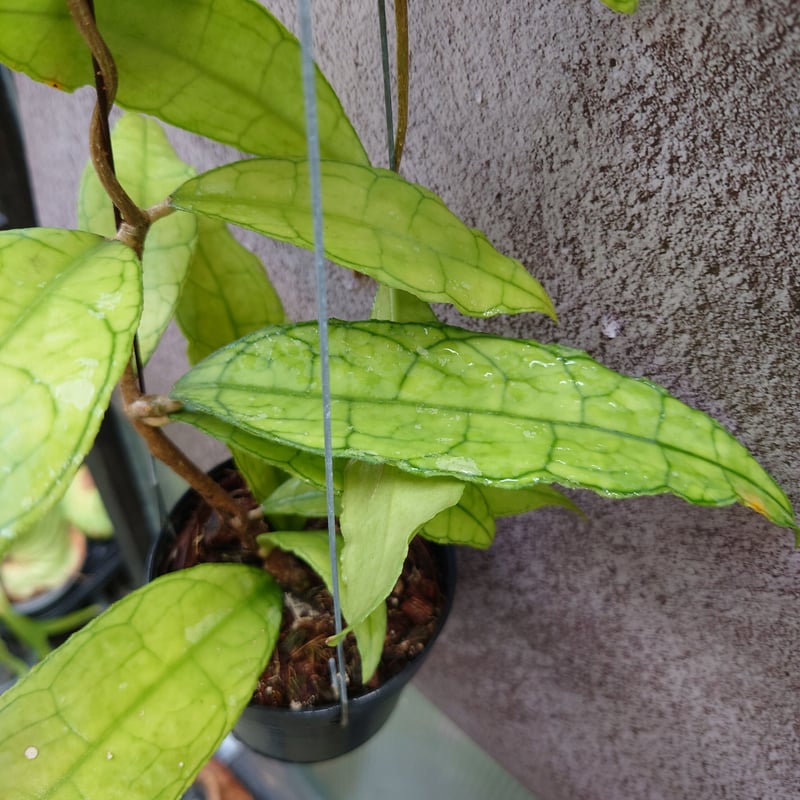 hoya ホヤ フィルラ ロング 4号 ホヤ フンギー 4号ロング｜芳樹園オンラインショップ