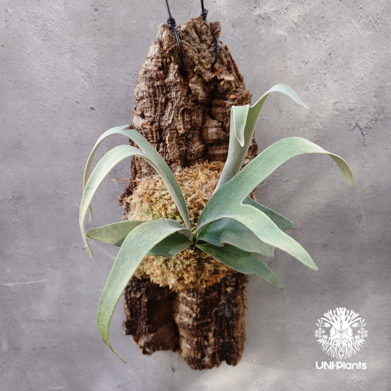 ビカクシダ ベイチー Patycerium veitchii コウモリラン ビカクシダ