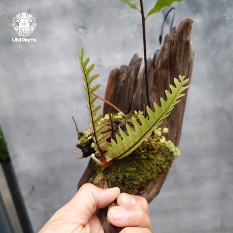 Drynaria rigidula `whitei ドリナリア·リギデュラ'ホワイティ' 流木仕立て 観葉植物 珍奇植物 植物 着生植物 インテリア植物 珍しい シダ植物