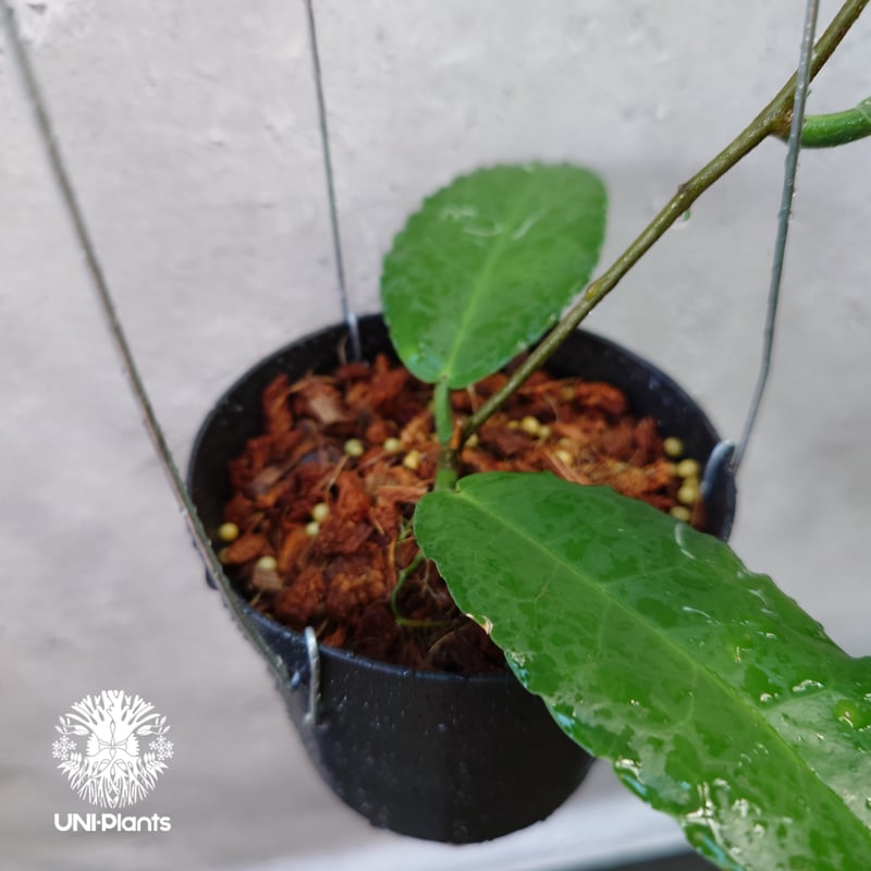 Hoya versteegii ホヤ植物 ホヤの花 希少な植物 Hoyaplants Hoya