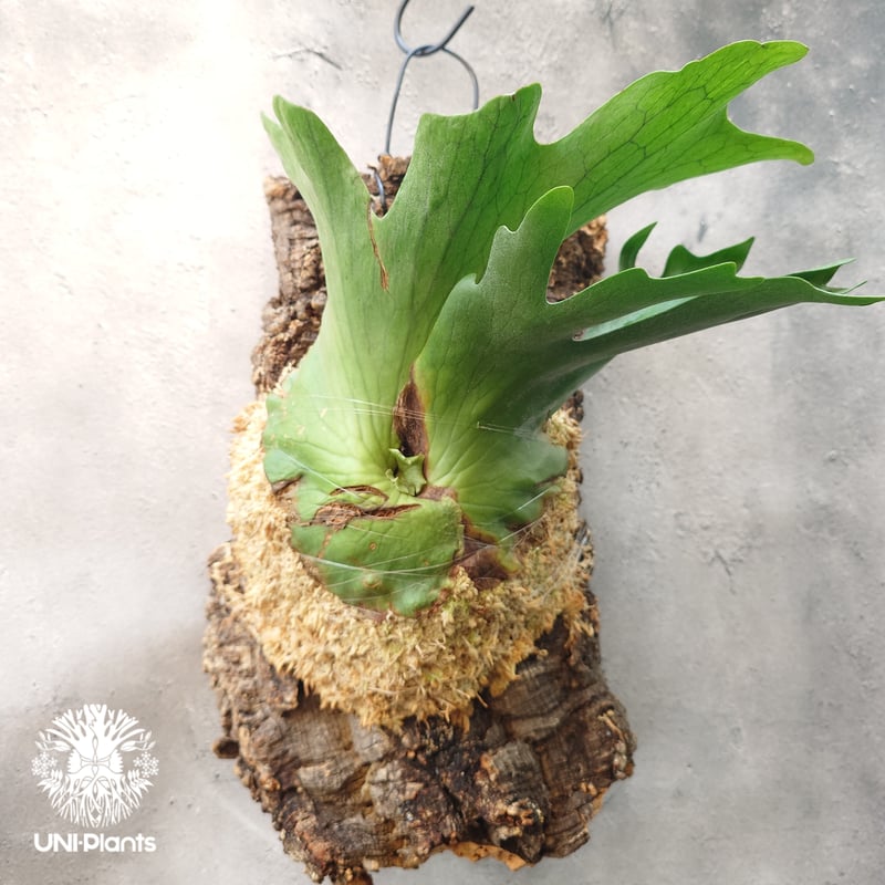 親株出品✨ビカクシダ ホルタミー 親株出品✨ビカクシダ ホルタミー ビカクシダのホルタミーの成長