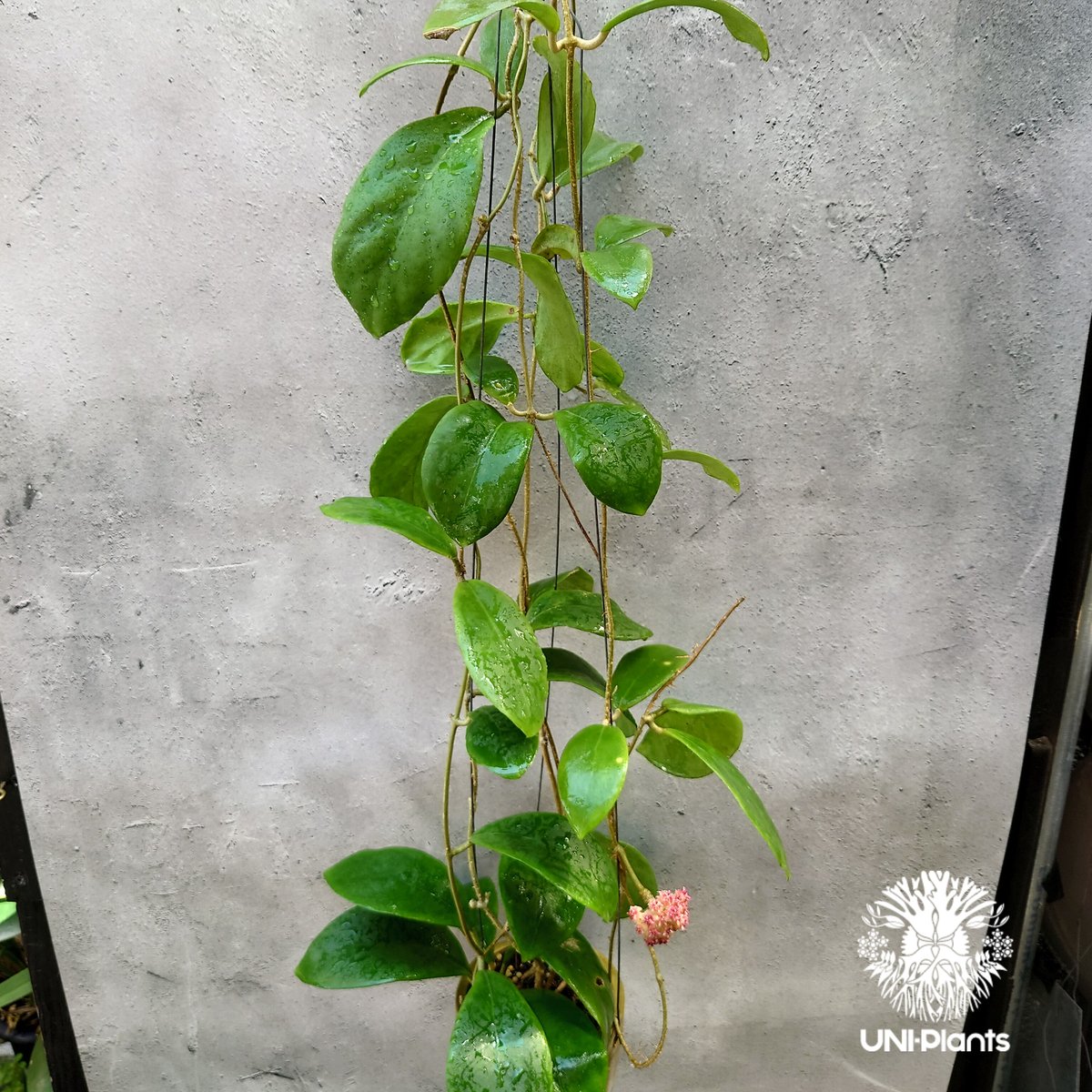 ホヤ　ミンドレンシス fit=scale-down,w=1200