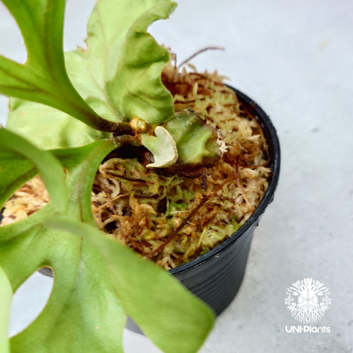 ビカクシダ リドレイ ドワーフ Platycerium ridleyi Dwarf コウモリ