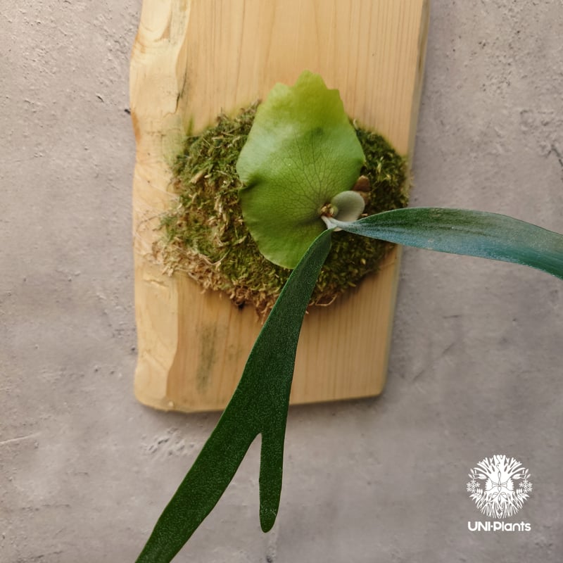 P.willinckii cv.zion ビカクシダ 12月25日（木）まで。 ☆ P. willinckii 'Zion' 涼しくなって成長速度アップ⤴️ #ビカクシダ